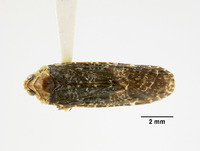 Image of Zathauma metasequoiae