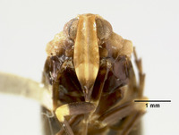 Zathauma metasequoiae image
