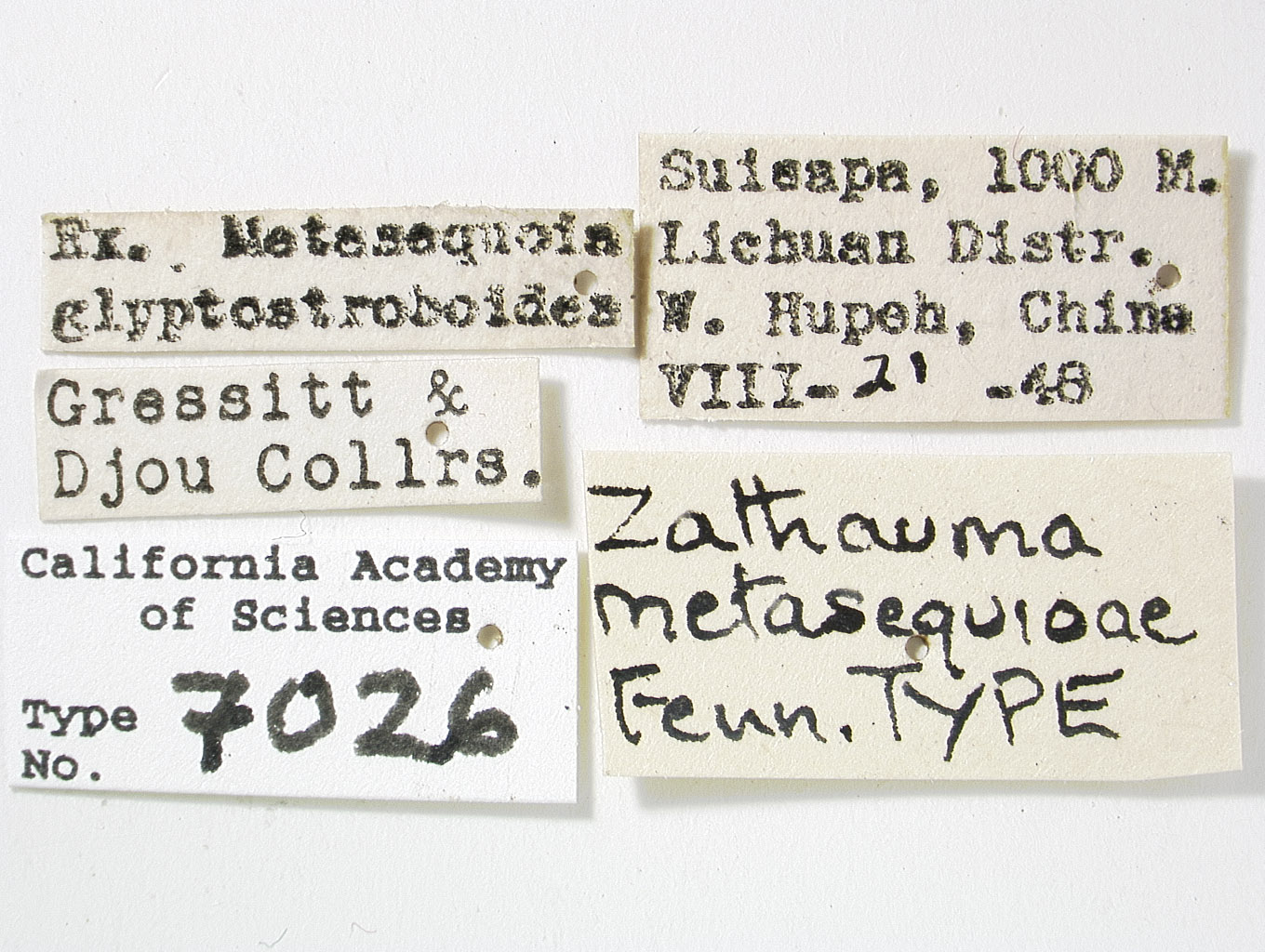 Zathauma metasequoiae image