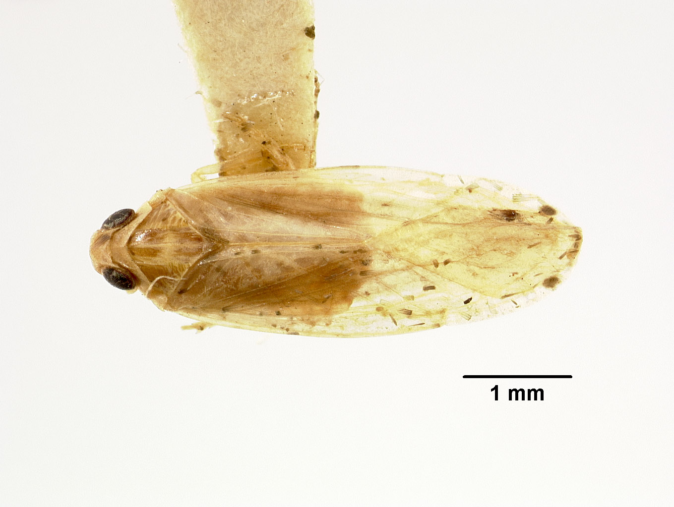 Tangina sinensis image