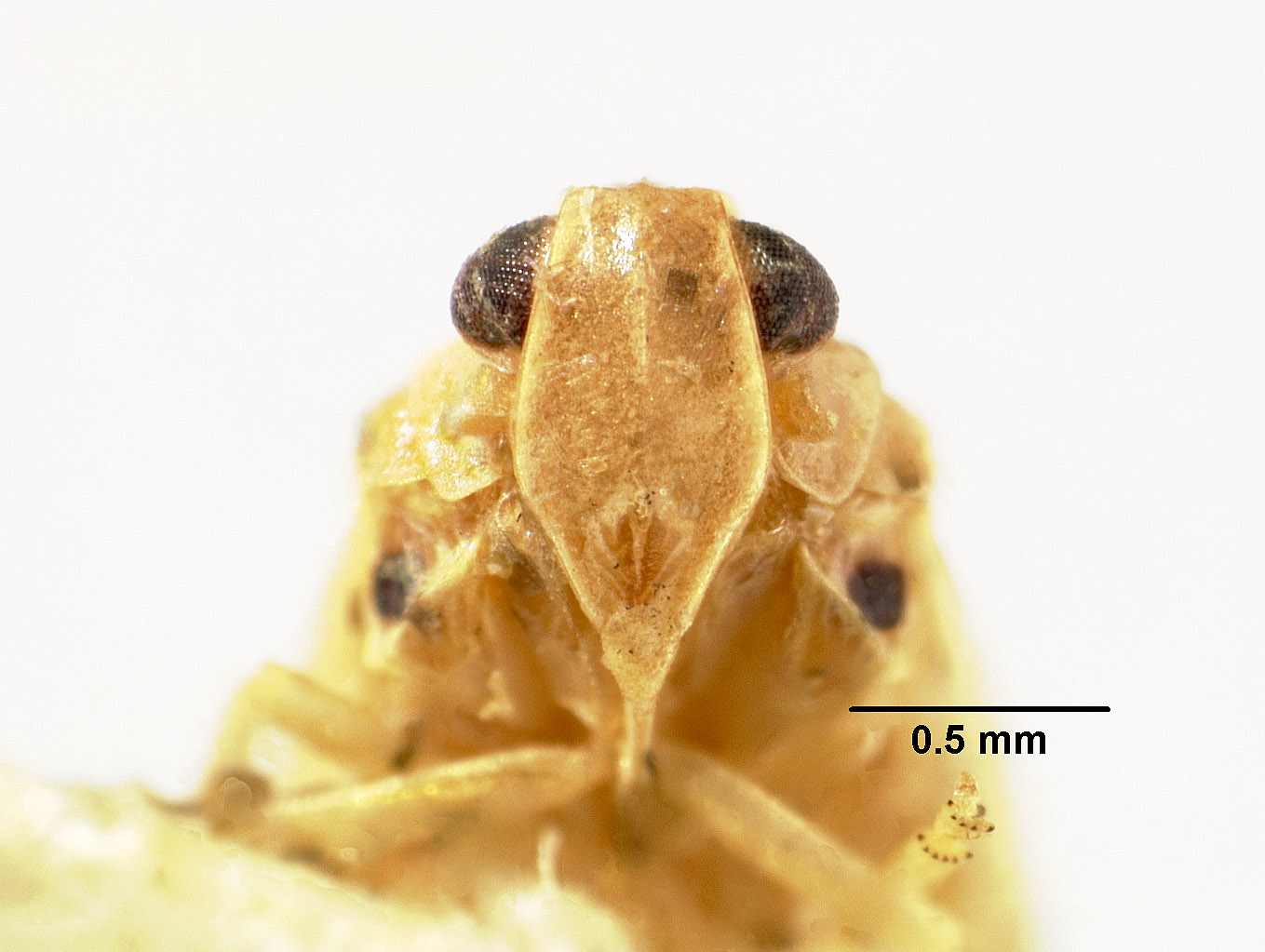 Tangina sinensis image