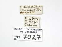 Tangina sinensis image