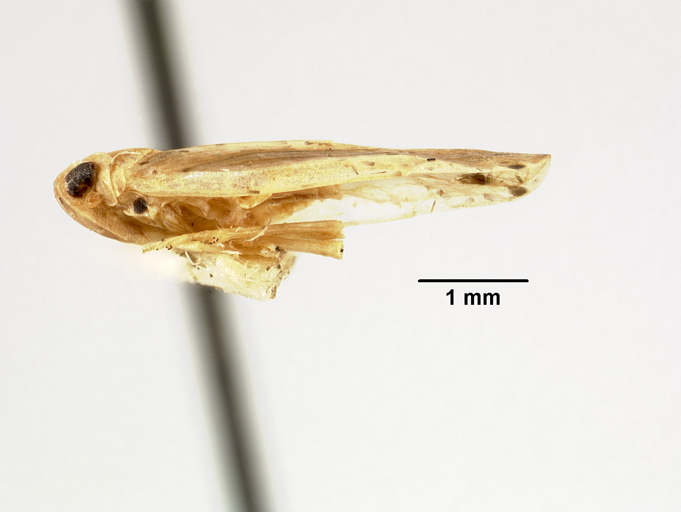 Tangina sinensis image