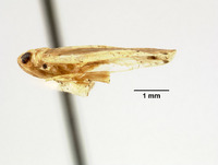 Tangina sinensis image