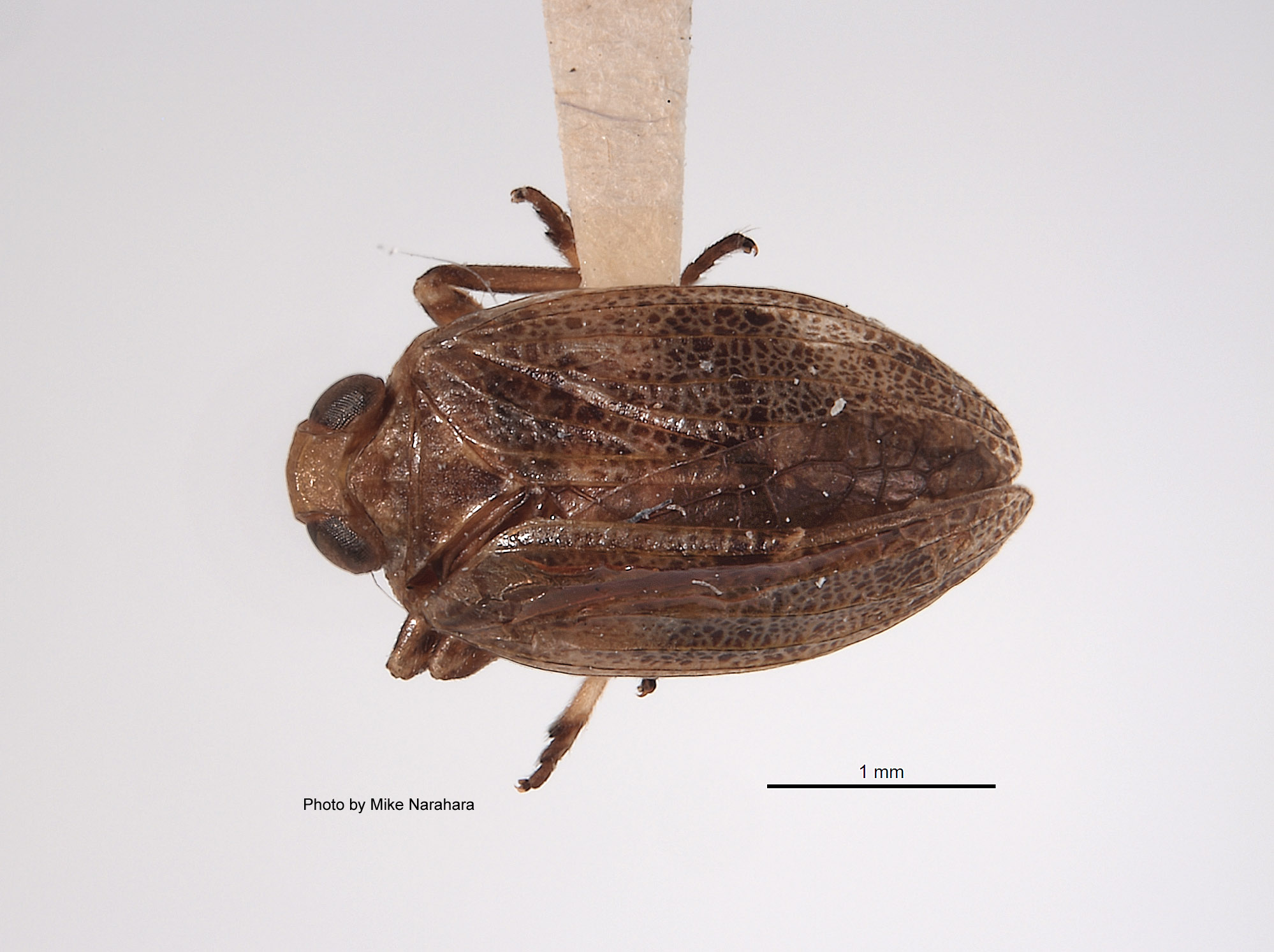 Duriopsilla retarius image