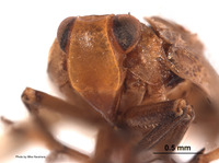 Duriopsilla retarius image