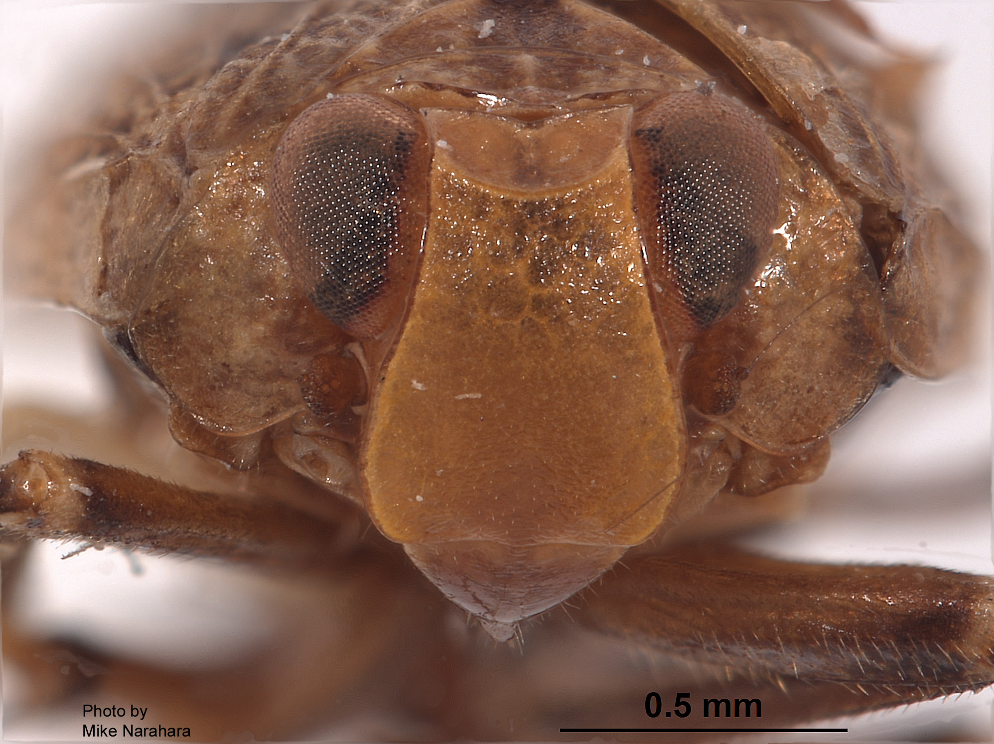 Duriopsilla retarius image