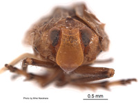 Duriopsilla retarius image