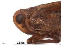 Duriopsilla retarius image