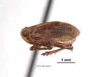 Duriopsilla retarius image