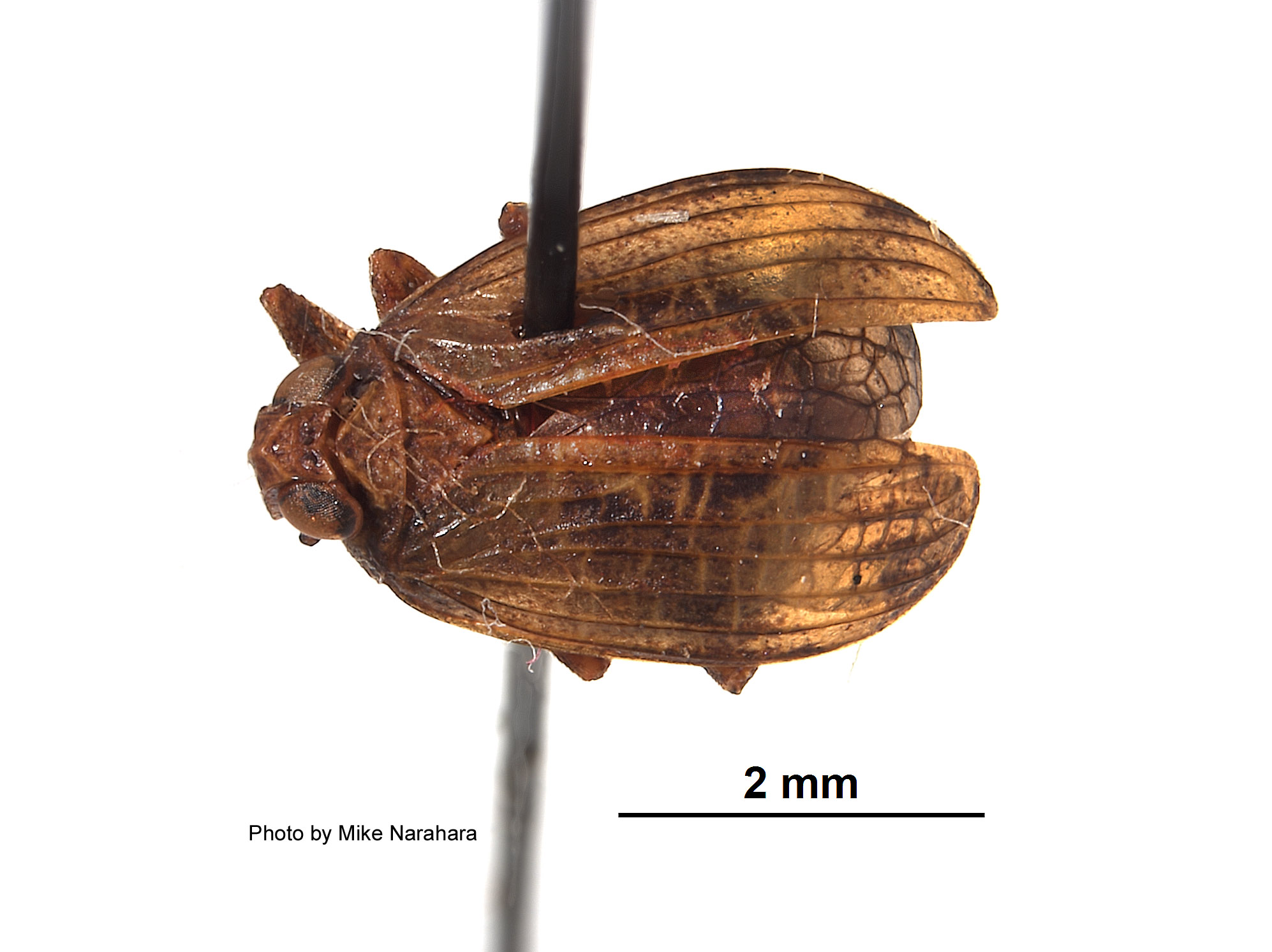 Neodurium postfasciatum image