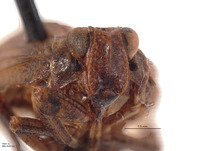 Neodurium postfasciatum image