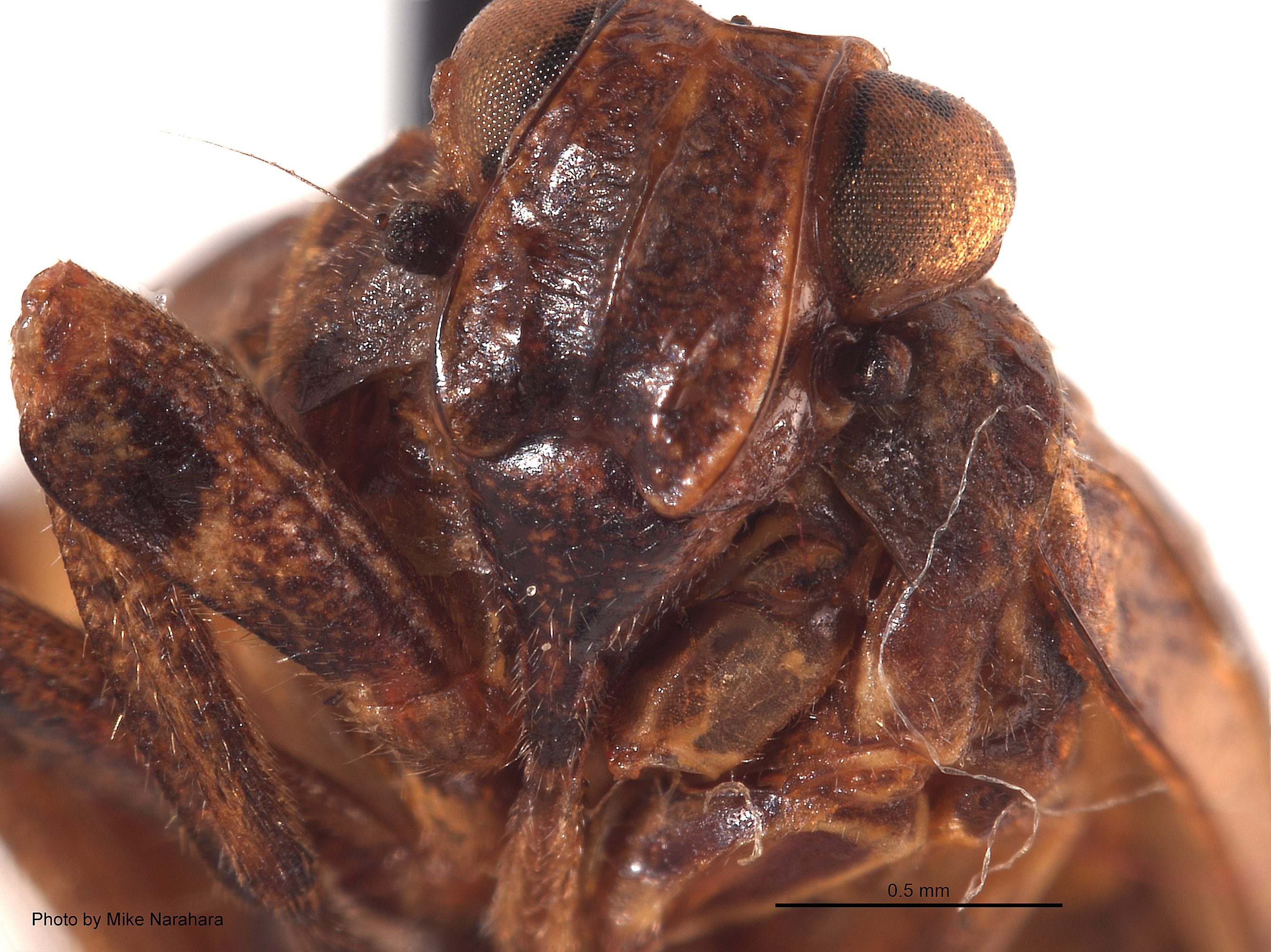 Neodurium postfasciatum image