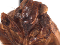 Neodurium postfasciatum image