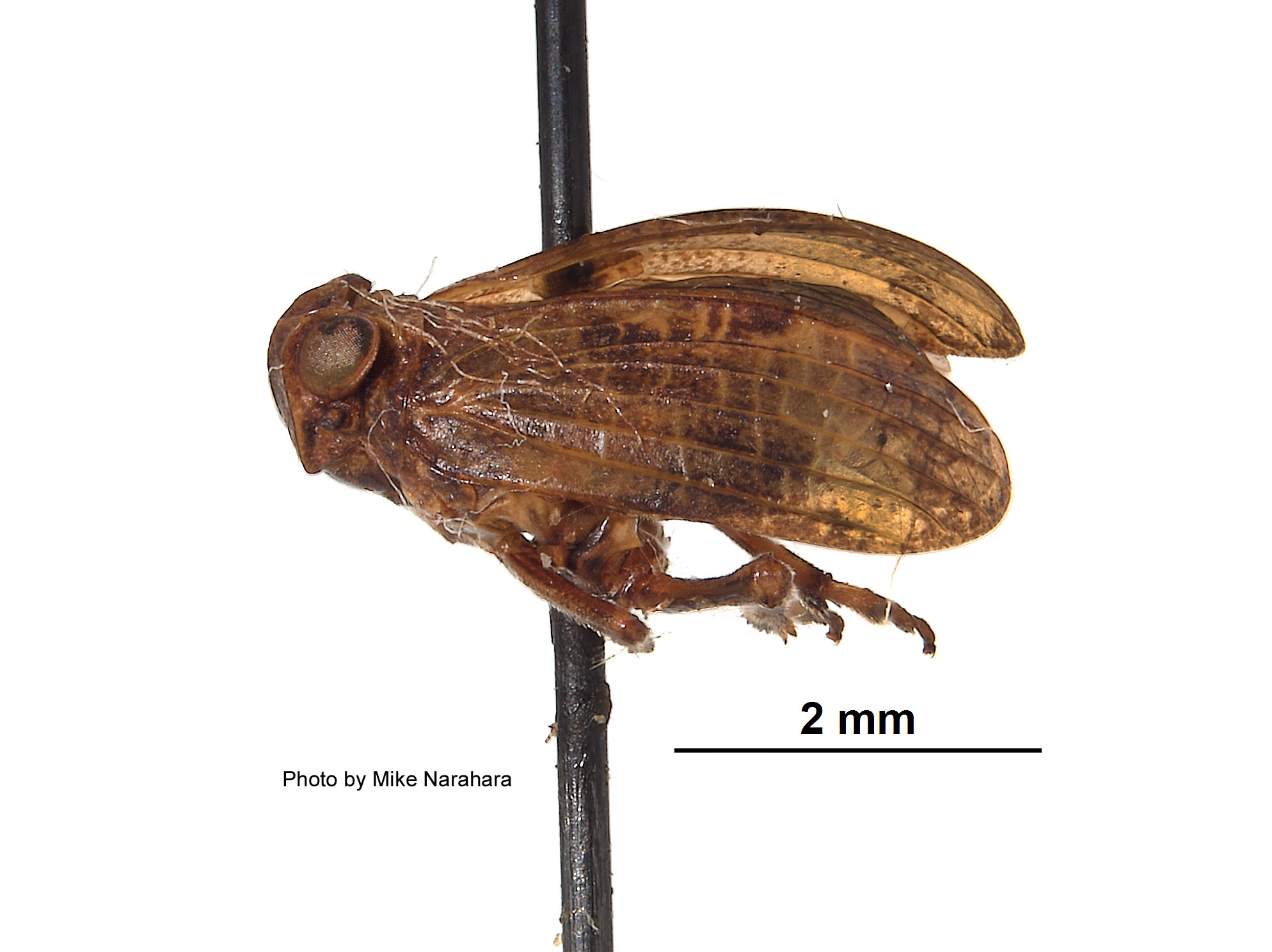 Neodurium postfasciatum image