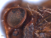 Neodurium postfasciatum image