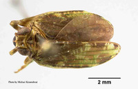 Tetricodes polyphemus image