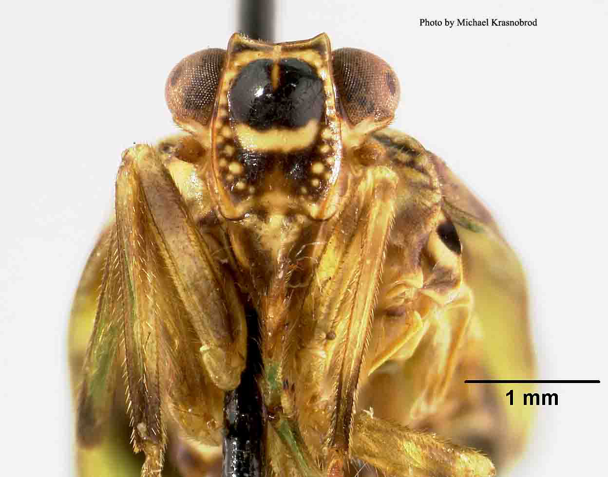 Tetricodes polyphemus image