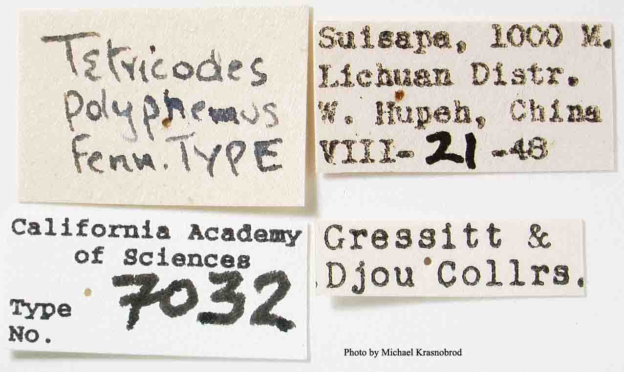 Tetricodes polyphemus image