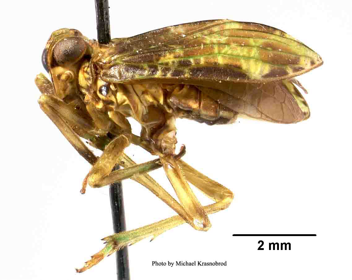 Tetricodes polyphemus image