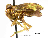 Tetricodes polyphemus image