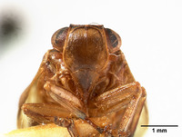 Tetrica zephyrus image