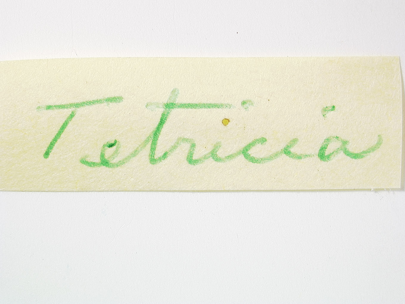 Tetrica zephyrus image