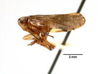 Tetrica zephyrus image