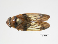 Aufidus fuscomaculatus image