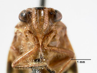 Image of Aufidus fuscomaculatus