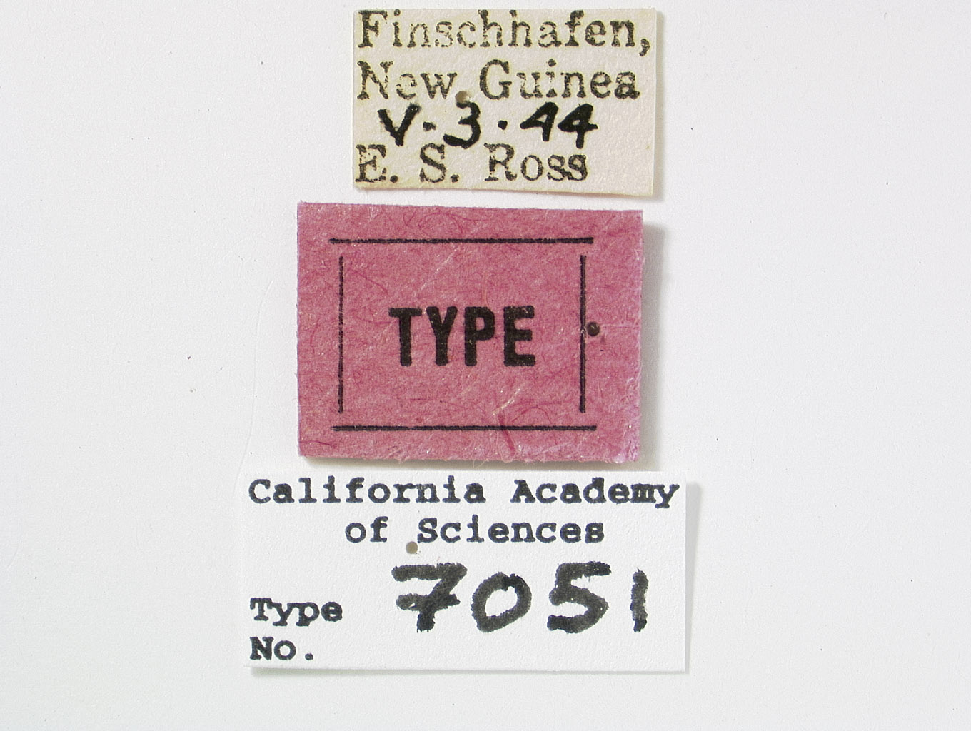 Aufidus fuscomaculatus image