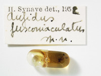 Aufidus fuscomaculatus image