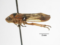 Aufidus fuscomaculatus image