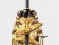 Image of Aufidus rossi