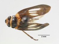 Image of Aufidus siotanus