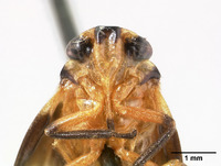 Aufidus siotanus image