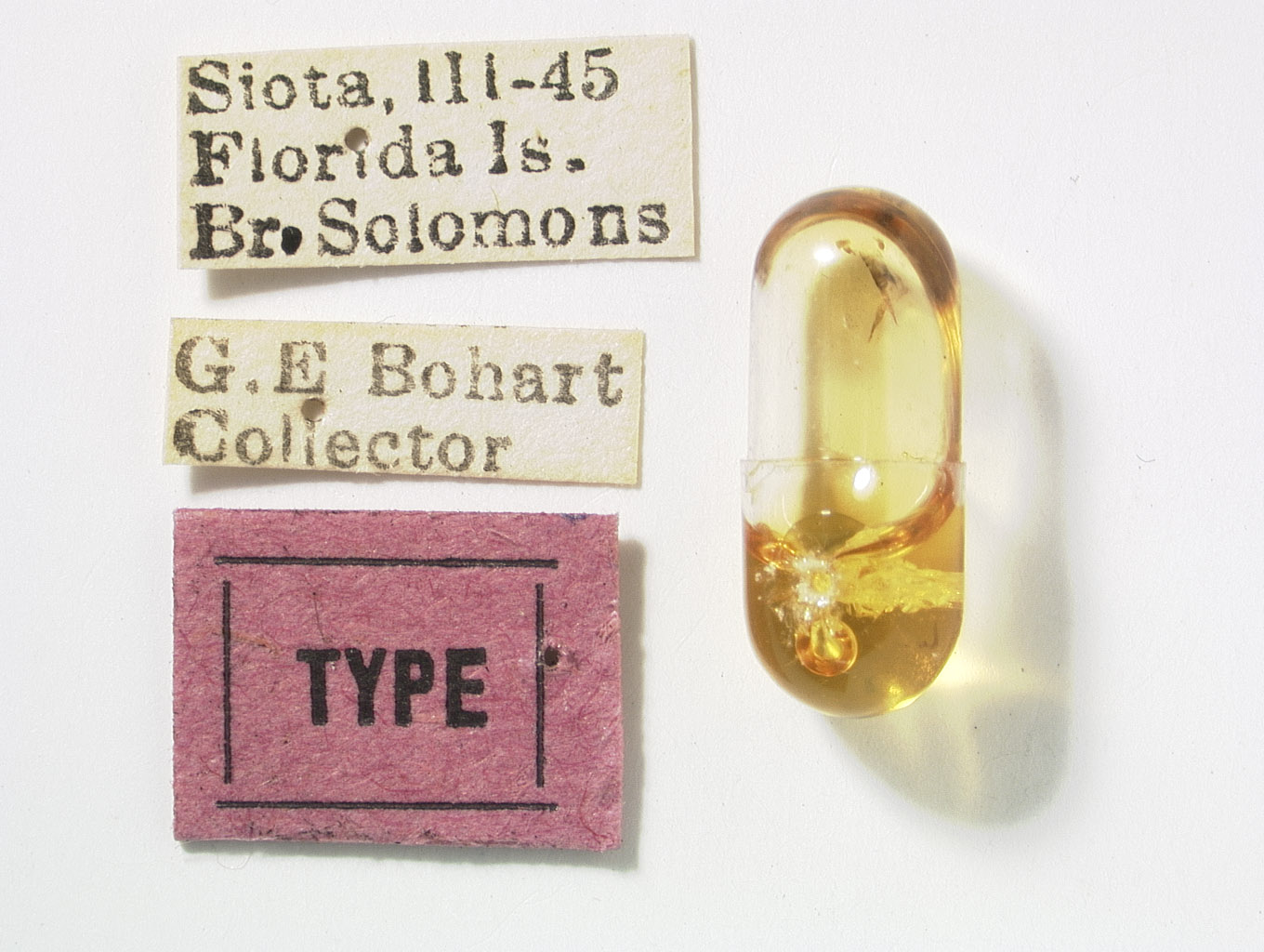 Aufidus siotanus image