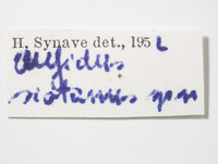 Aufidus siotanus image