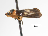 Aufidus siotanus image