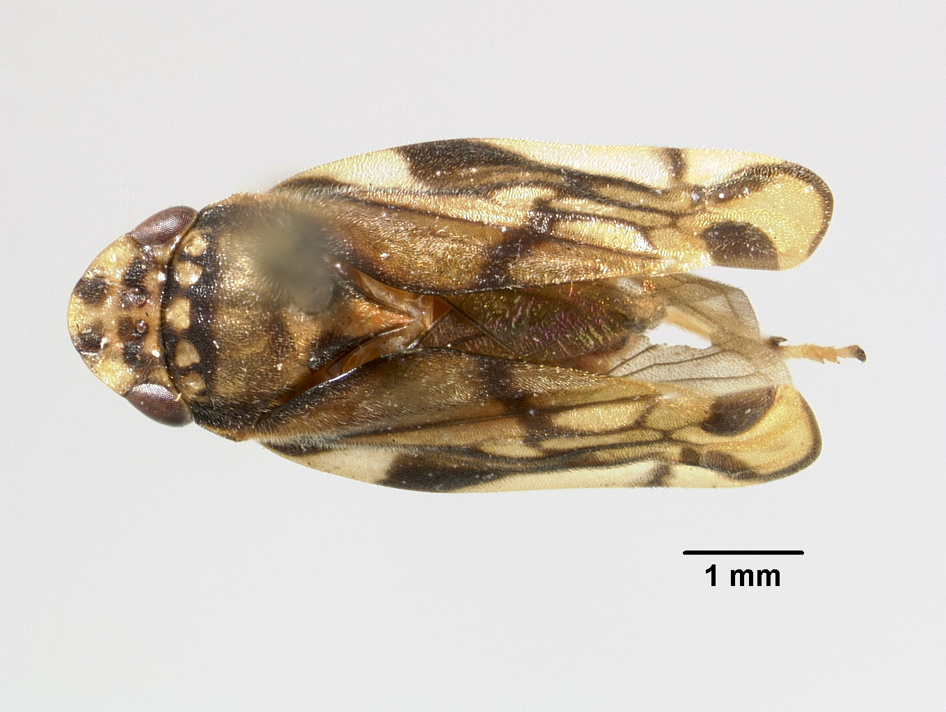 Aufidus quinquepunctatus image