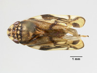 Aufidus quinquepunctatus image