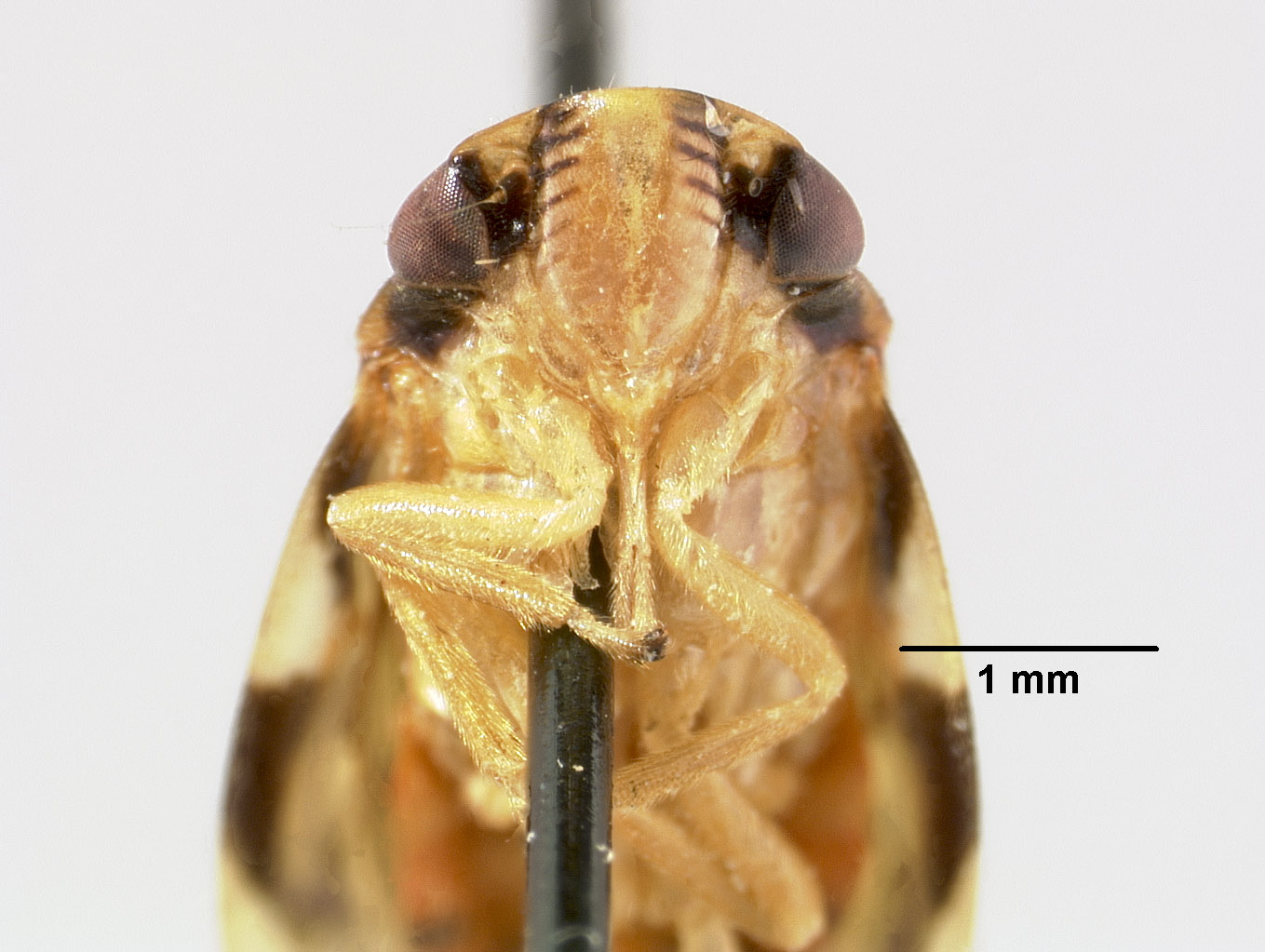 Aufidus quinquepunctatus image