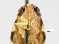 Image of Aufidus quinquepunctatus