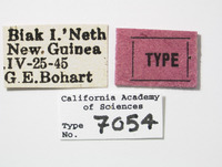 Aufidus quinquepunctatus image