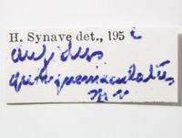 Aufidus quinquepunctatus image