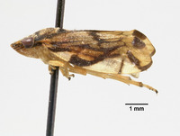 Aufidus quinquepunctatus image