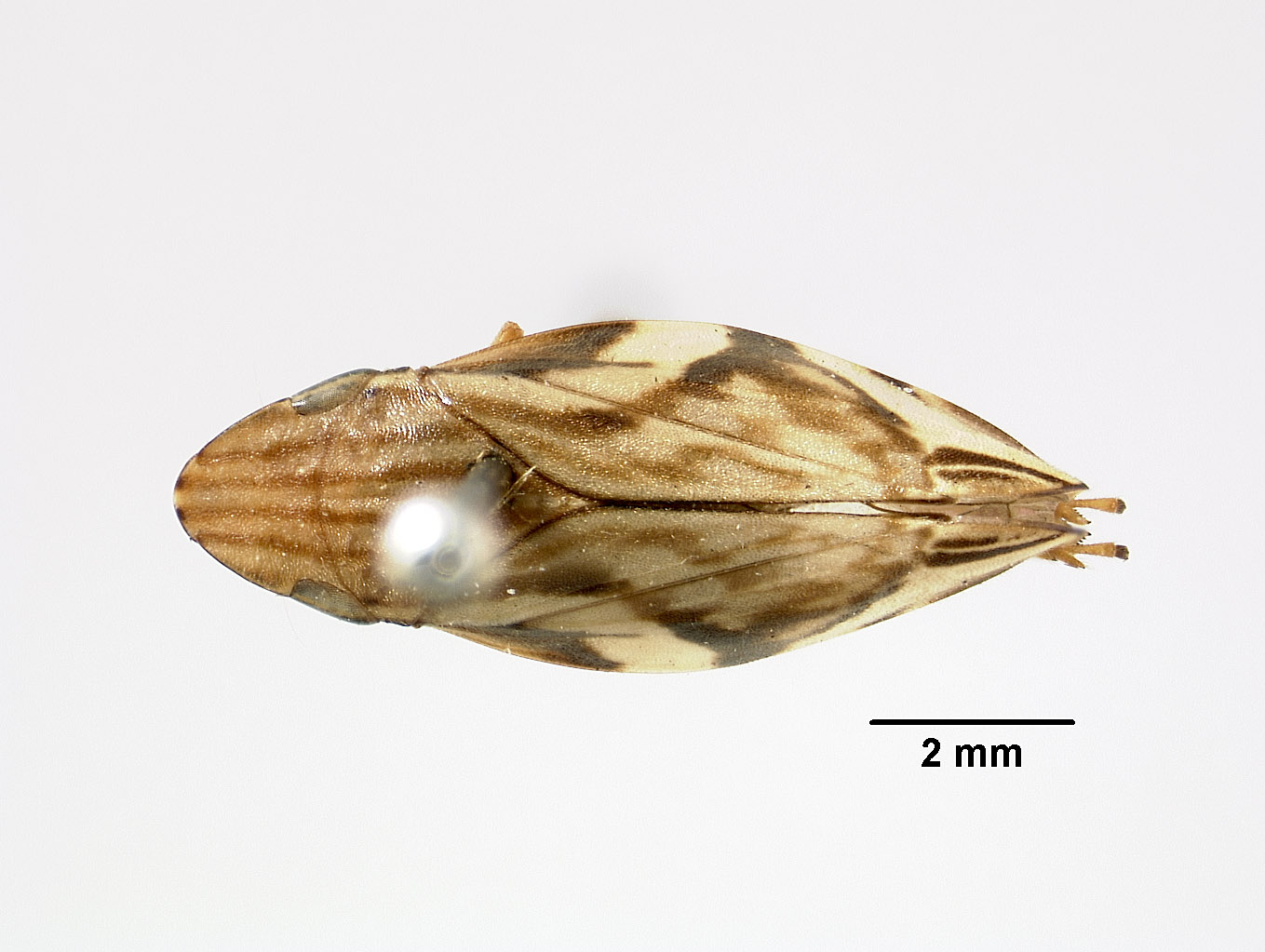 Clovia mindorensis image