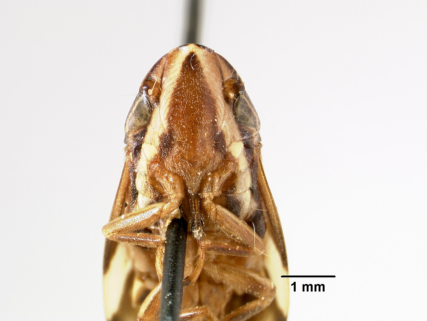 Clovia mindorensis image