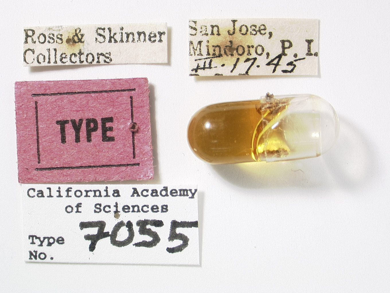 Clovia mindorensis image