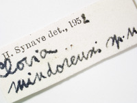 Clovia mindorensis image